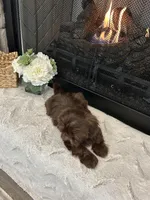 BROWNIE, a male Shih Tzu for sale in Easley, SC – Photo 3 of 4