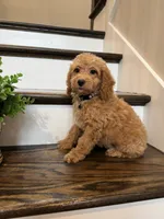 COOPER, a male Cockapoo for sale in Easley, SC – 2 of 6
