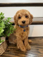 CHESTER, a male Cockapoo for sale in Easley, SC – 4 of 6