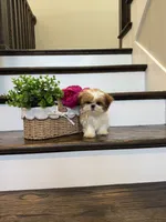 CHANEL, a female Shih Tzu for sale in Easley, SC – 6 of 10