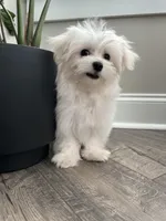 AKC BENTLEY, a male Maltese for sale in Easley, SC – Photo 6 of 8