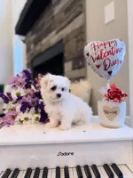 AKC BENTLEY, a male Maltese for sale in Easley, SC – Photo 2 of 5