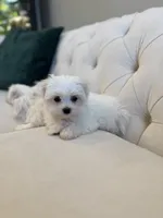 AKC BENTLEY, a male Maltese for sale in Easley, SC – Photo 3 of 5