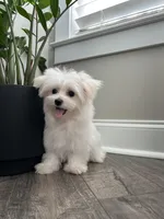 AKC BENTLEY, a male Maltese for sale in Easley, SC – Photo 3 of 8