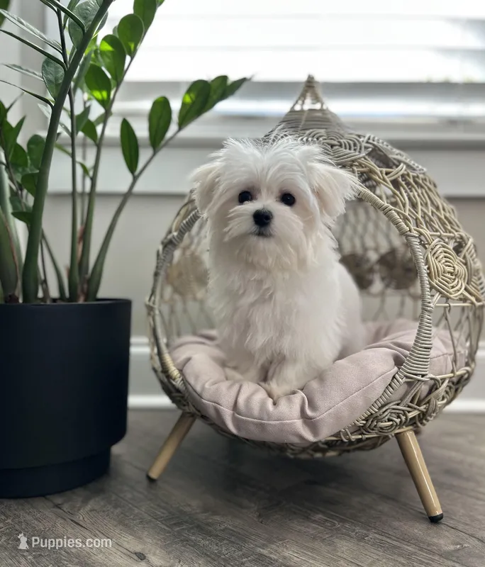 AKC BENTLEY – Maltese puppy for sale in Easley, SC