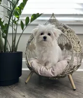 AKC BENTLEY, a male Maltese for sale in Easley, SC – Photo 1 of 8