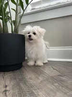 AKC BENTLEY, a male Maltese for sale in Easley, SC – Photo 7 of 8