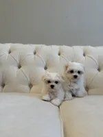 AKC BENTLEY, a male Maltese for sale in Easley, SC – Photo 5 of 5