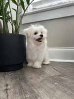 AKC BENTLEY, a male Maltese for sale in Easley, SC – Photo 4 of 8