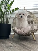 AKC BENTLEY, a male Maltese for sale in Easley, SC – Photo 8 of 8