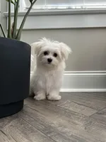 AKC BENTLEY, a male Maltese for sale in Easley, SC – Photo 5 of 8