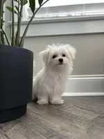 AKC BENTLEY, a male Maltese for sale in Easley, SC – Photo 2 of 8