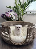 AKC BENTLEY, a male Maltese for sale in Easley, SC – Photo 1 of 5