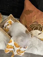 Oakley, a male Maltese for sale in Easley, SC – 3 of 7