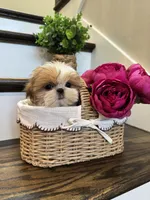 CHANEL, a female Shih Tzu for sale in Easley, SC – 10 of 10