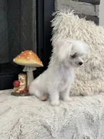EMBER- AKC, a female Maltese for sale in Easley, SC – 5 of 5