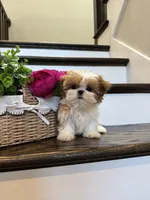 CHANEL, a female Shih Tzu for sale in Easley, SC – 3 of 10