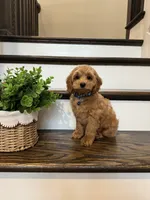 CHESTER, a male Cockapoo for sale in Easley, SC – 3 of 6