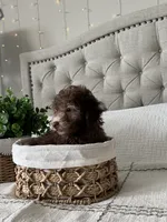 MOOSE, a male Poodle - Toy  for sale in Easley, SC – 5 of 8