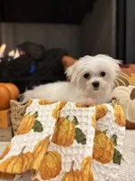 AUTUMN- AKC, a female Maltese for sale in Easley, SC – 1 of 9