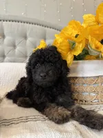 KODA-AKC, a male Poodle - Toy  for sale in Easley, SC – 2 of 4