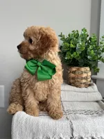 MARLO- AKC, a male Poodle - Toy  for sale in Easley, SC – 4 of 6