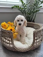 MAYA- AKC, a female Poodle - Miniature  for sale in Easley, SC – 2 of 4