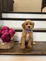 RUBY, a female Cockapoo for sale in Easley, SC – 2 of 5