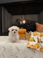 SAGE- AKC, a female Maltese for sale in Easley, SC – 8 of 8