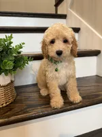 FINN, a male Cockapoo for sale in Easley, SC – 4 of 6