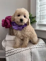 MAYA- AKC, a female Poodle - Toy  for sale in Easley, SC – 1 of 5