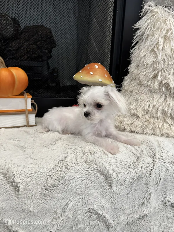 PATCH- AKC – Maltese puppy for sale in Easley, SC