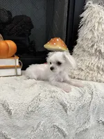 PATCH- AKC, a male Maltese for sale in Easley, SC – 1 of 4
