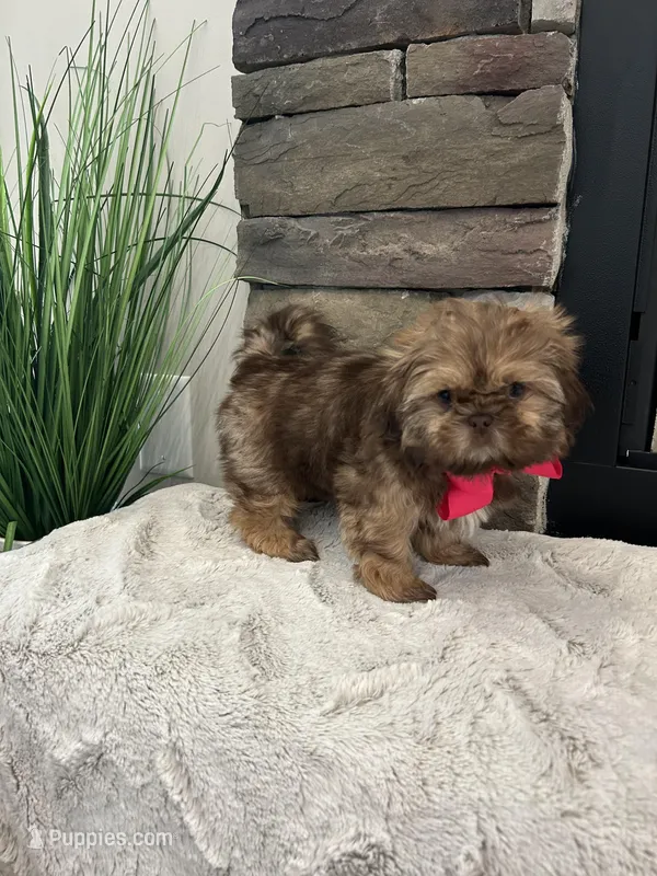 MAISIE – Shih Tzu puppy for sale in Easley, SC