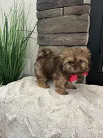 MAISIE, a female Shih Tzu for sale in Easley, SC – Photo 4 of 6