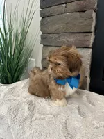 BRUNO, a male Shih Tzu for sale in Easley, SC – Photo 7 of 8