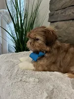 BRUNO, a male Shih Tzu for sale in Easley, SC – Photo 3 of 8