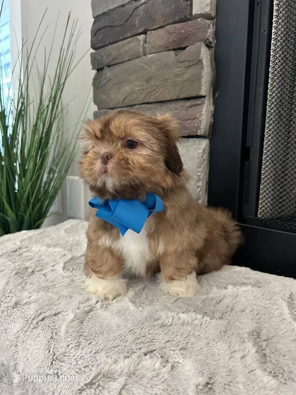 BRUNO – Shih Tzu puppy for sale in Easley, SC