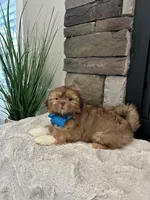 BRUNO, a male Shih Tzu for sale in Easley, SC – Photo 2 of 8