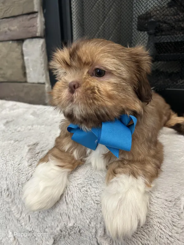 BRUNO – Shih Tzu puppy for sale in Easley, SC