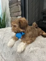 BRUNO, a male Shih Tzu for sale in Easley, SC – Photo 5 of 8