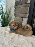 BRUNO, a male Shih Tzu for sale in Easley, SC – Photo 8 of 8