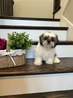 PRINCE, a male Shih Tzu for sale in Easley, SC – 2 of 9