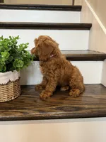 RANGER, a male Cockapoo for sale in Easley, SC – 4 of 7