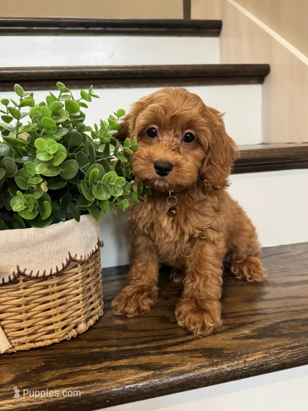 RANGER – Cockapoo puppy for sale in Easley, SC