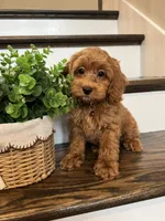 RANGER, a male Cockapoo for sale in Easley, SC – 1 of 7