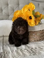ELK, a male Poodle - Toy  for sale in Easley, SC – 4 of 9