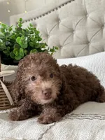MOOSE, a male Poodle - Toy  for sale in Easley, SC – 7 of 8
