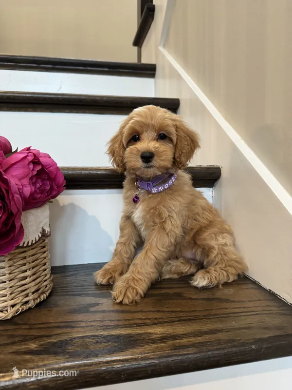 RUBY – Cockapoo puppy for sale in Easley, SC