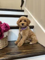 RUBY, a female Cockapoo for sale in Easley, SC – 1 of 5
